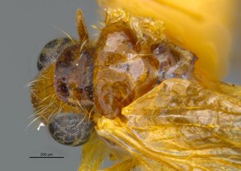 Media type: image;   Entomology 22390 Aspect: head dorsal view